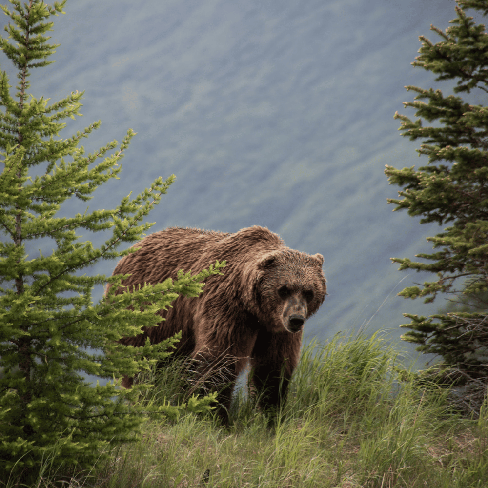 Grizzly bear at the Alaska Wildlife Conservation Center