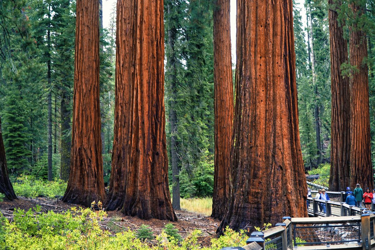 Kings Canyon & Sequoia National Park Camping: Best Guide For Where & How!